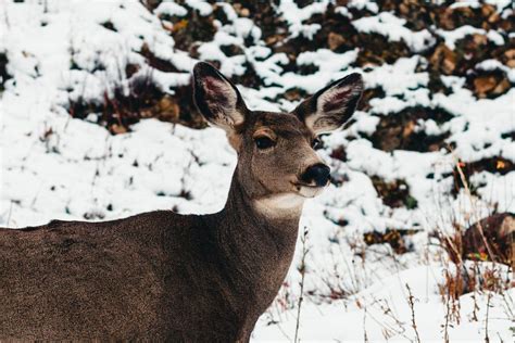 Waterton Lakes National Park · Free Stock Photo