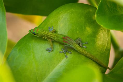 How to Care for Your Giant Day Gecko - Allan's Pet Center