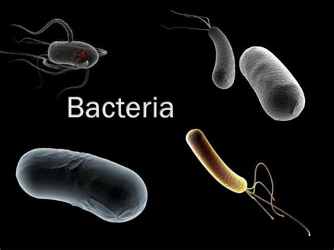 PPT - Bacteria PowerPoint Presentation, free download - ID:2269375