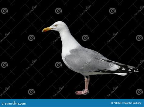 The Seagull stock photo. Image of face, eyes, birds, portrait - 758324