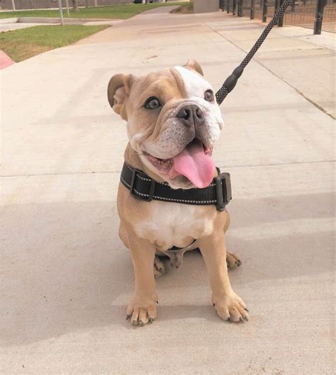 Teacup Bulldog: Does This Tiny Bulldog Really Fit in a Teacup?