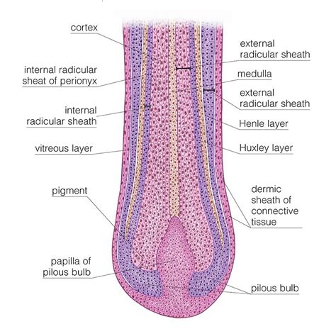 Longitudinal Section Of Hair Follicle Photograph by Asklepios Medical Atlas