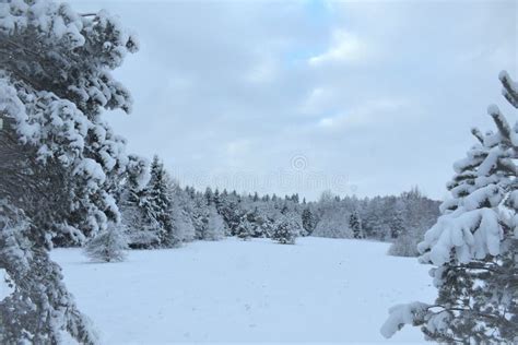 Beautiful Lithuania Nature . Misty Winter Landscape with Frozen Bare ...