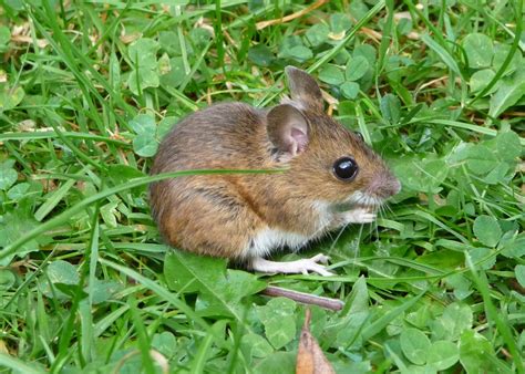 Bedfordshire's flora and fauna online: Wood Mouse - Kempston