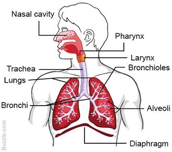 Simple Respiratory System Diagram Labeled