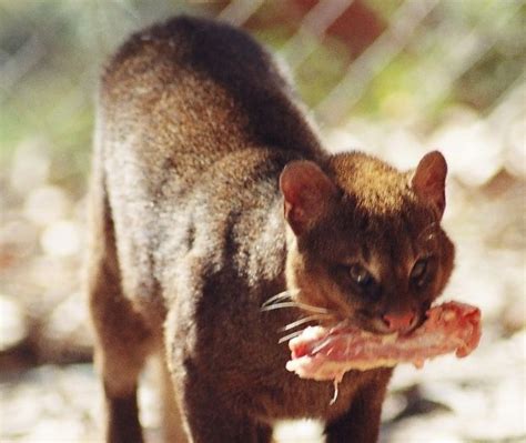 17 Best images about katachtigen : Jaguarundi on Pinterest | Coats ...