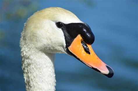 Canvas Print Duck Lake Animal Majestic Swan Beak Nature Stretched Canvas 10 x 14 - Walmart.com ...