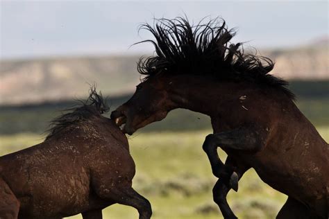 Mustangs: Facts About America's Wild Horses | Wild horses mustangs