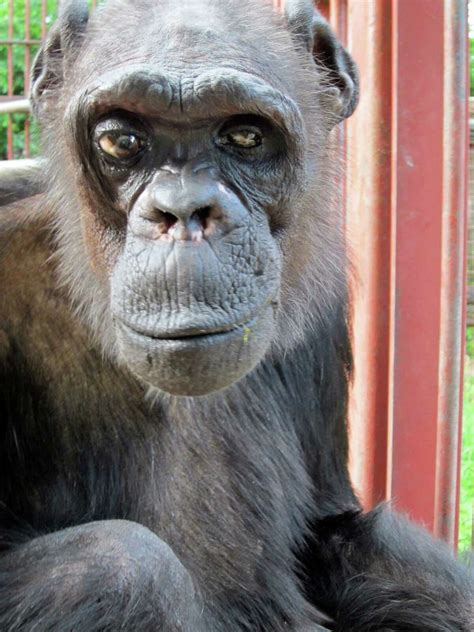 Oliver, chimpanzee with humanlike traits, dies