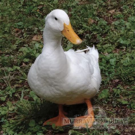 Murray McMurray Hatchery - White Pekin Ducks