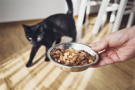 Best Senior Cat Food: 10 Options to Meet Your Aging Feline’s Needs ...