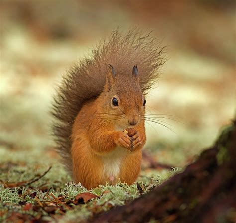 Eurasian Red Squirrel, Sciurus Vulgaris by Louise Heusinkveld