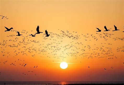 Premium AI Image | Silhoutte of birds flying in formation with dramatic clouds at sunset