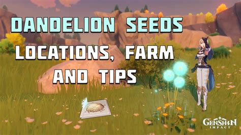 Genshin Impact: How to Farm Dandelion Seeds (Best Locations) - Gamezo