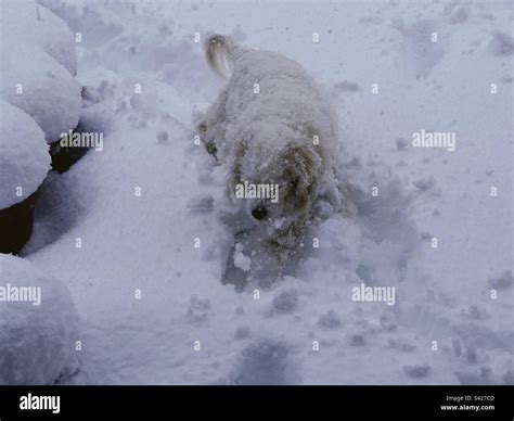 White dog walking through the snow in the Southern California blizzard 2023 Stock Photo - Alamy