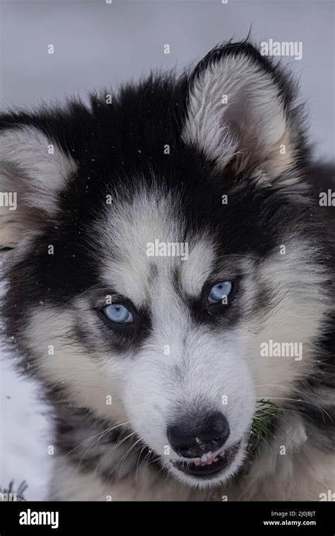 Small black and white husky puppy with bright blue eyes laying in the snow Stock Photo - Alamy