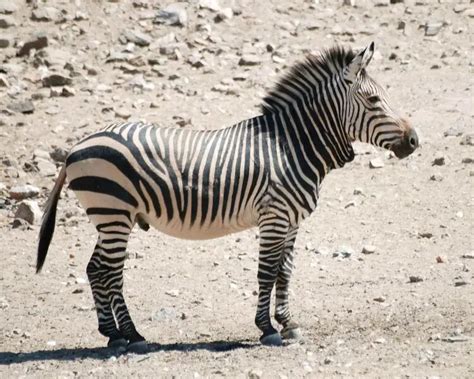 Hartmann's mountain zebra - Facts, Diet, Habitat & Pictures on Animalia.bio