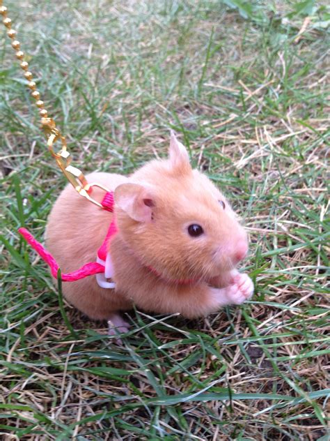 i like the idea of making a wee, tiny harness for our hammy so we could take her outside! :3 ...