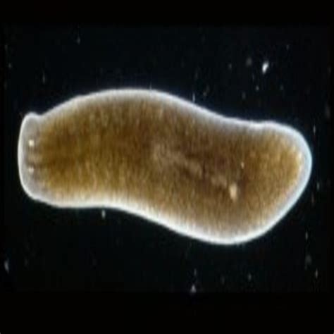 Regeneration Of Planaria