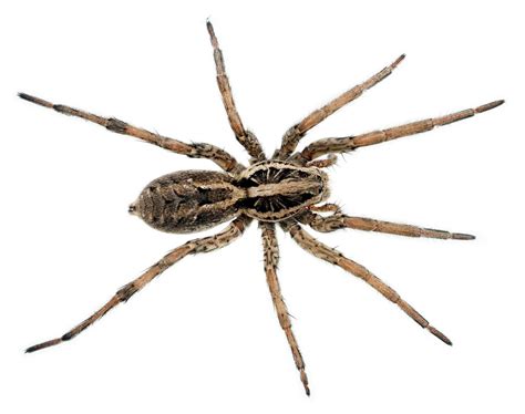 Wolf Spider | Pest Information & Prevention Tips