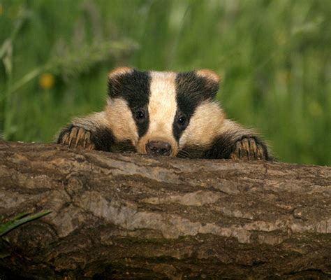 An adorable badger!i Wild Creatures, Woodland Creatures, Woodland Animals, Baby Badger, Honey ...