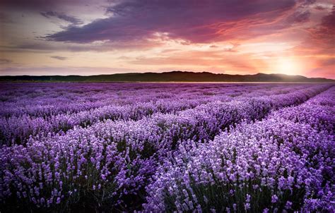 Lavender Field Desktop Wallpaper 4k