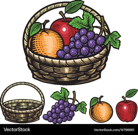 Hand drawing style of fruits in the basket Vector Image