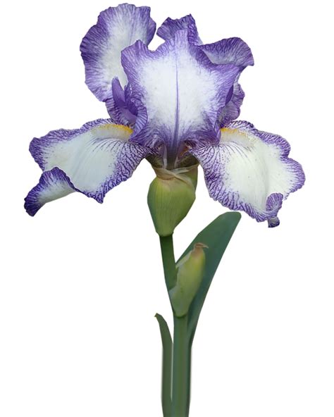 Pin on Irises