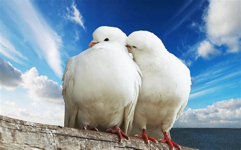 Witte Duiven | Animal wallpaper, Bird pictures, Beautiful birds