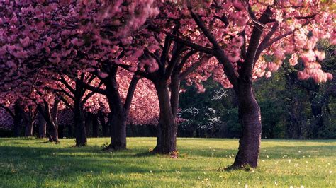 spring, Trees, Nature, Dandelion, Landscape, Seasons, Depth Of Field, Photography Wallpapers HD ...