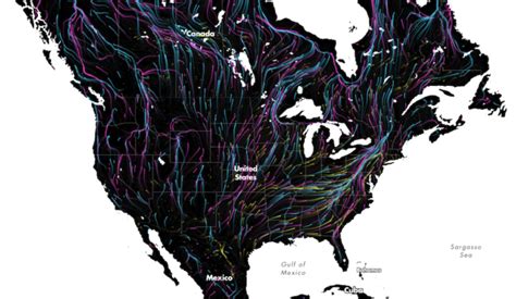 Animal migrations in animated map – FlowingData