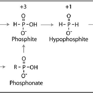 (PDF) Redox chemistry in the phosphorus biogeochemical cycle