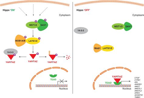 Pdf Role Of Hippo Pathway Yap Taz Signaling In Angiogenesis | The Best Porn Website