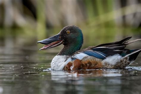 Close study : Northern Shoveler | This male Northern Shovele… | Flickr