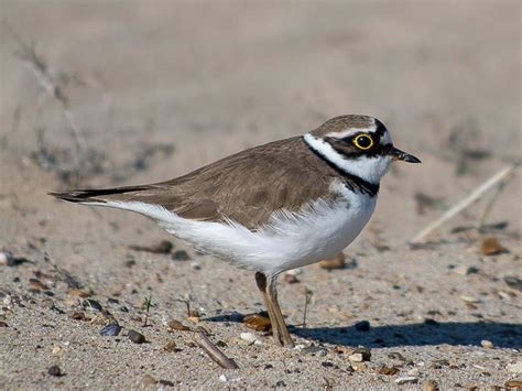 Grey Plover Bird Facts (Pluvialis squatarola) | Bird Fact