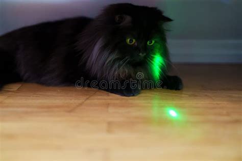 Cat Playing with Laser Pointer Stock Image - Image of light, hunter ...