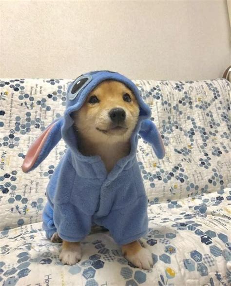 Dog wearing a stitch costume from Lilo and Stitch | Sevimli köpek ...