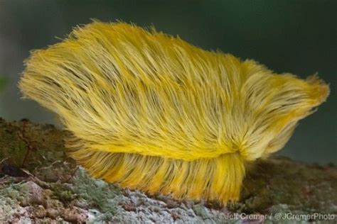 In Case You Forgot, There's A Toxic Caterpillar That Looks Like Trump (Seriously) | The ...