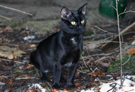 Interesting Characteristics About Black Cats - With Black Cat Facts and Photos