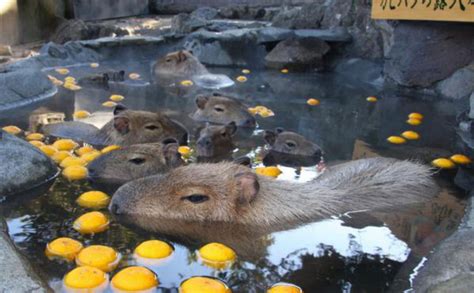 Capybara hot springs are back: Rodent-friendly onsen now available all over Japan | SoraNews24 ...