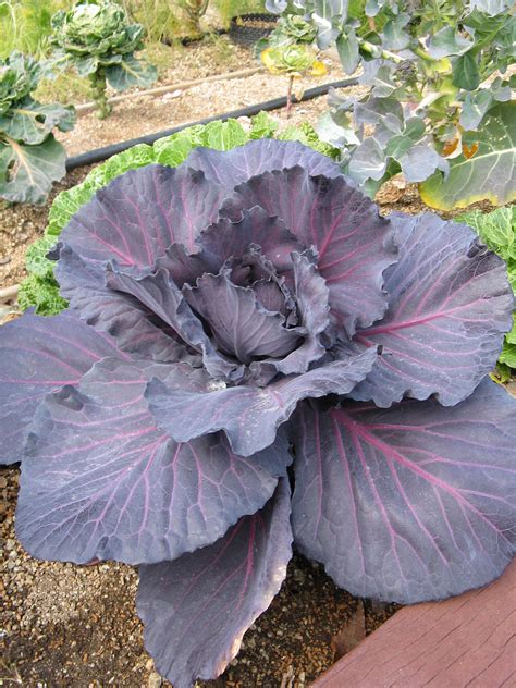 Red cabbage - Wikipedia