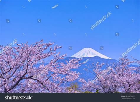 Mount Fuji Cherry Blossoms Seen Kanukiyama Stock Photo 622508939 | Shutterstock