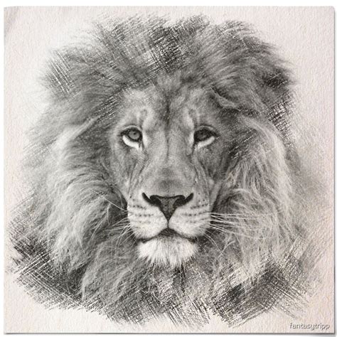 "Lion Sketch" by fantasytripp | Redbubble