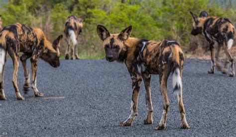 Wild Dog Facts - Hluhluwe Game Reserve