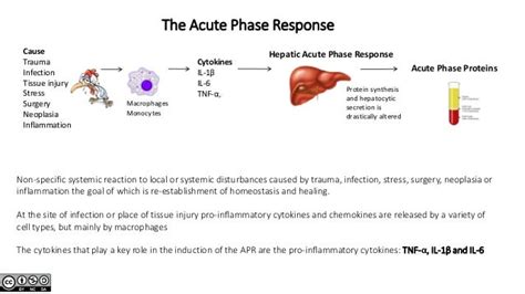 Acute phase proteins an open educational resource