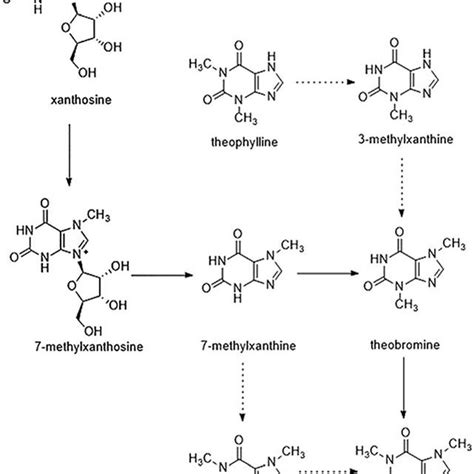 Engineered metabolic network for caffeine production from glucose in E.... | Download Scientific ...