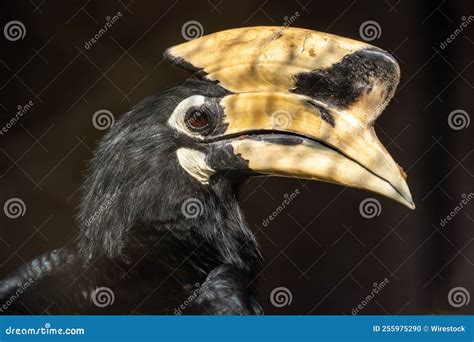 Closeup of a Black Palawan Hornbill Stock Photo - Image of nature, closeup: 255975290