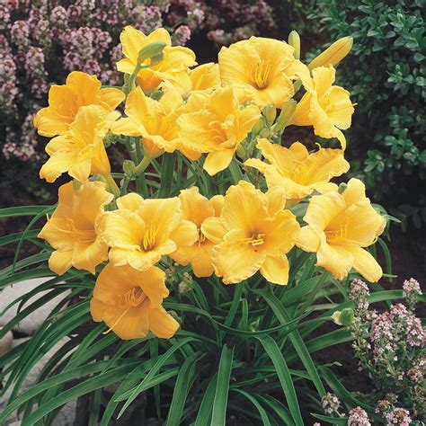 Spring Hill Nurseries Yellow Flowers Stella D'Oro Daylily (Hemerocallis) Live Bareroot Perennial ...