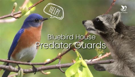 What is a Bluebird House Predator Guard