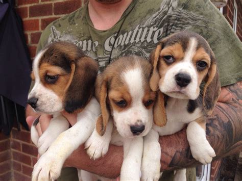 Beagle Puppies For Sale | Indianapolis, IN #213716